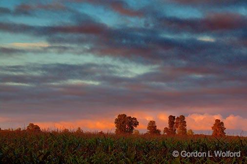 Cornfield At Sunrise_08102.jpg - Photographed near Carleton Place, Ontario, Canada.